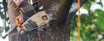 Best Lawn Irrigation Installation and Maintenance  in Sturtevant, WI