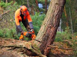 Best Emergency Tree Removal  in Sturtevant, WI