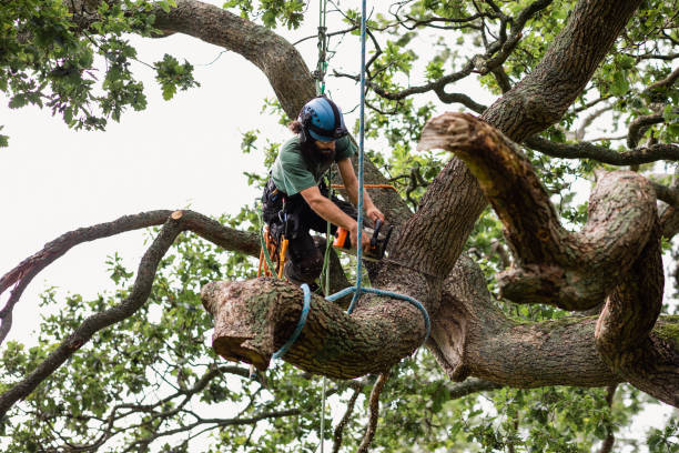 Best Palm Tree Trimming  in Sturtevant, WI