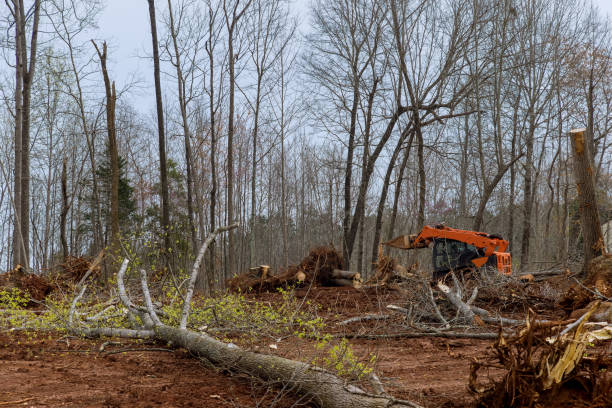 Best Tree Health Inspection  in Sturtevant, WI