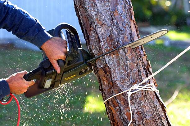 Sturtevant, WI Tree Care Company