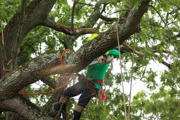 How Our Tree Care Process Works  in  Sturtevant, WI