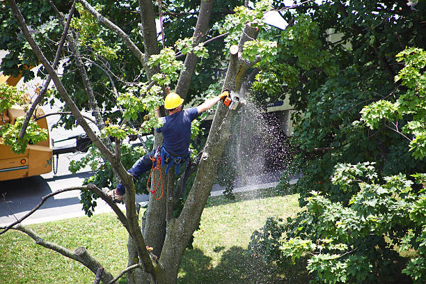 Best Hedge Trimming  in Sturtevant, WI