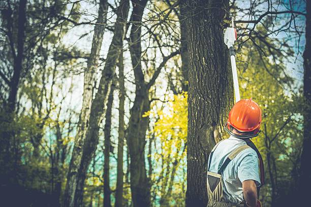 Best Lot and Land Clearing  in Sturtevant, WI
